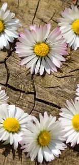 Daisies arranged in a circle on rustic wood background in mobile wallpaper.