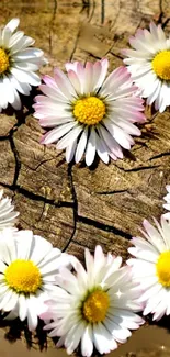 Daisy flowers arranged on rustic wooden background.