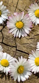 Rustic daisy flowers on cracked wood background, perfect for mobile wallpaper.