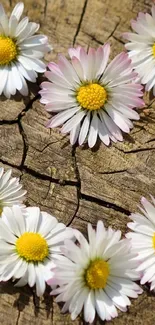 Lovely daisies arranged on a rustic wooden background.