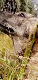 Rustic dog relaxing in lush green grass.