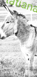 Black and white donkey in a field wallpaper.