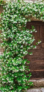 Rustic wooden door with blooming jasmine flowers on a stone wall.