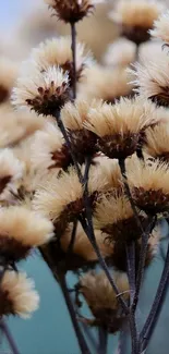 Rustic dried flowers with beige petals and dark stems on a phone wallpaper.