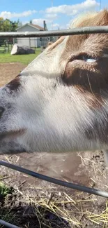 A serene goat on a rustic farm with a peaceful backdrop.