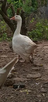 Geese in a rustic farmyard setting with lush greenery.