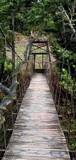 A serene wooden bridge in a lush green forest setting.