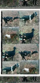 Collage of goats in a rustic natural setting wallpaper.