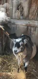 A cute goat in a rustic barn with straw bedding, perfect for mobile wallpaper.