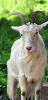 A serene goat stands amid lush green foliage, creating a peaceful natural scene.