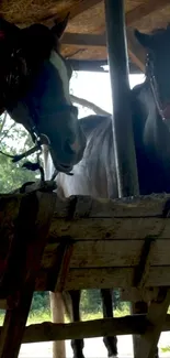 Two horses standing in a rustic stable, shaded and calm.