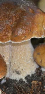 Close-up view of rustic mushrooms in natural environment.