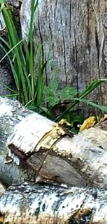 Mobile wallpaper with bark and foliage texture, featuring brown and green tones.