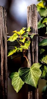 Green ivy on a rustic wooden fence wallpaper.