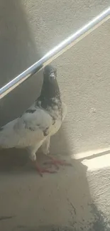 Pigeon perched on sunlit concrete stairs.