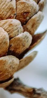 Close-up of a rustic pinecone against a soft background.