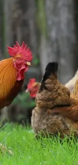 Rooster and chickens in a grassy field.