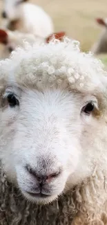 A flock of fluffy sheep grazing in a lush green pasture under a serene sky.