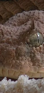 Close-up of a rustic brown snake with detailed texture on mobile wallpaper.