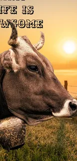 Cow under golden sunrise in pasture.