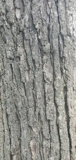 Close-up of rustic gray bark texture.