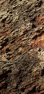 Rustic tree bark texture background in earthy tones.