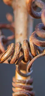 Close-up of twisted rustic metal art with warm brown tones.