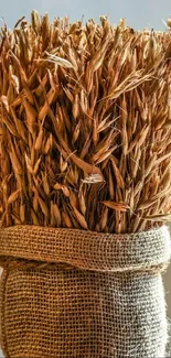 Rustic wheat bundle in burlap on a reflective surface showcasing natural textures.