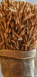 Rustic wheat bundle in burlap on a light background.