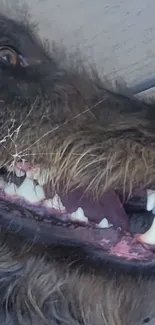 Close-up of a wolf's face with detailed fur and fangs.