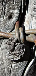 Close-up of rustic wood with rusted barbed wire.