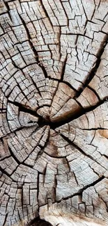 Close-up of rustic wood texture with tree rings in brown tones.