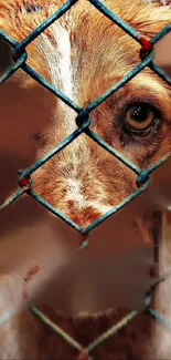 Sad dog behind a chain-link fence, evoking emotion.