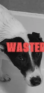 Black and white image of a sad dog with red 'WASTED' text.