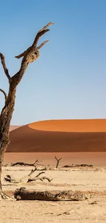 Lone tree in Sahara Desert with sand dunes and clear sky.