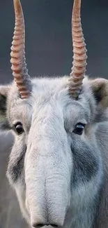 Portrait of a Saiga antelope with distinctive horns and soft gray tones.