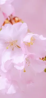 Soft pink Sakura blossoms in full bloom on a mobile phone wallpaper.