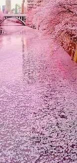 Cherry blossom petals floating on a river, creating a serene and scenic view.