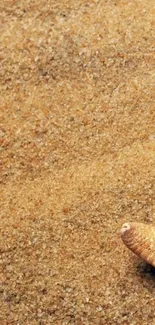 Sandy beach wallpaper with starfish detail.