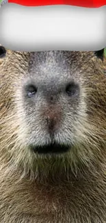 Capybara wearing a Santa hat on festive wallpaper.