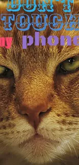 Close-up of cat's face with 'Don't Touch My Phone' text in colorful fonts.