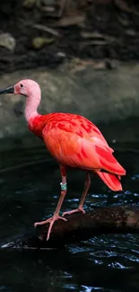 Scarlet Ibis standing on a branch in tranquil natural setting.