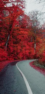 Scenic autumn path with vibrant red foliage in a quiet forest.