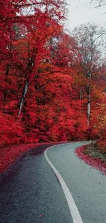 Winding path through vibrant red autumn forest.