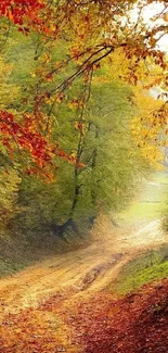 Autumn path wallpaper with vibrant foliage