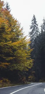 Mobile wallpaper of scenic road through autumn forest.