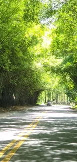 Serene bamboo road through lush greenery.