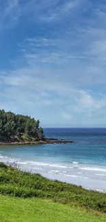 A stunning beach and forest landscape with a clear blue sky.