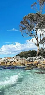 Clear beach with blue sky and trees wallpaper.