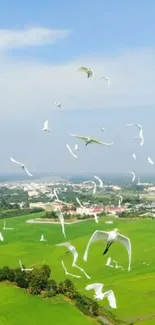 Birds flying over green fields under a blue sky.